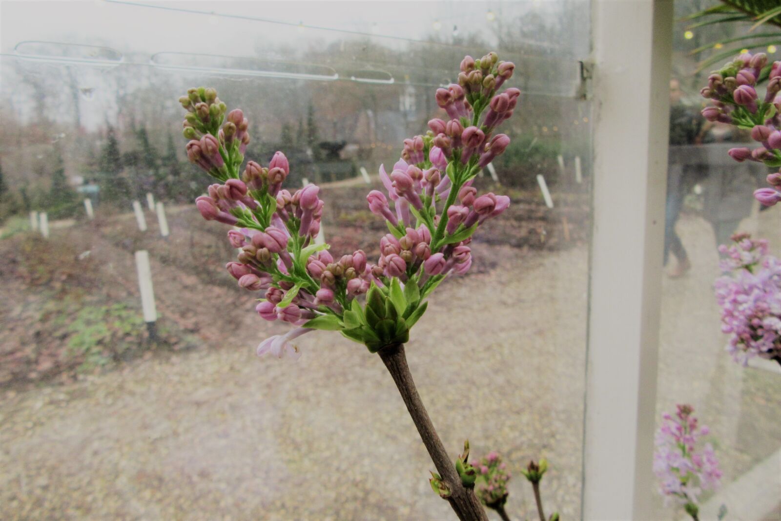 Canon PowerShot SX610 HS sample photo. Pink flower, winter, window photography