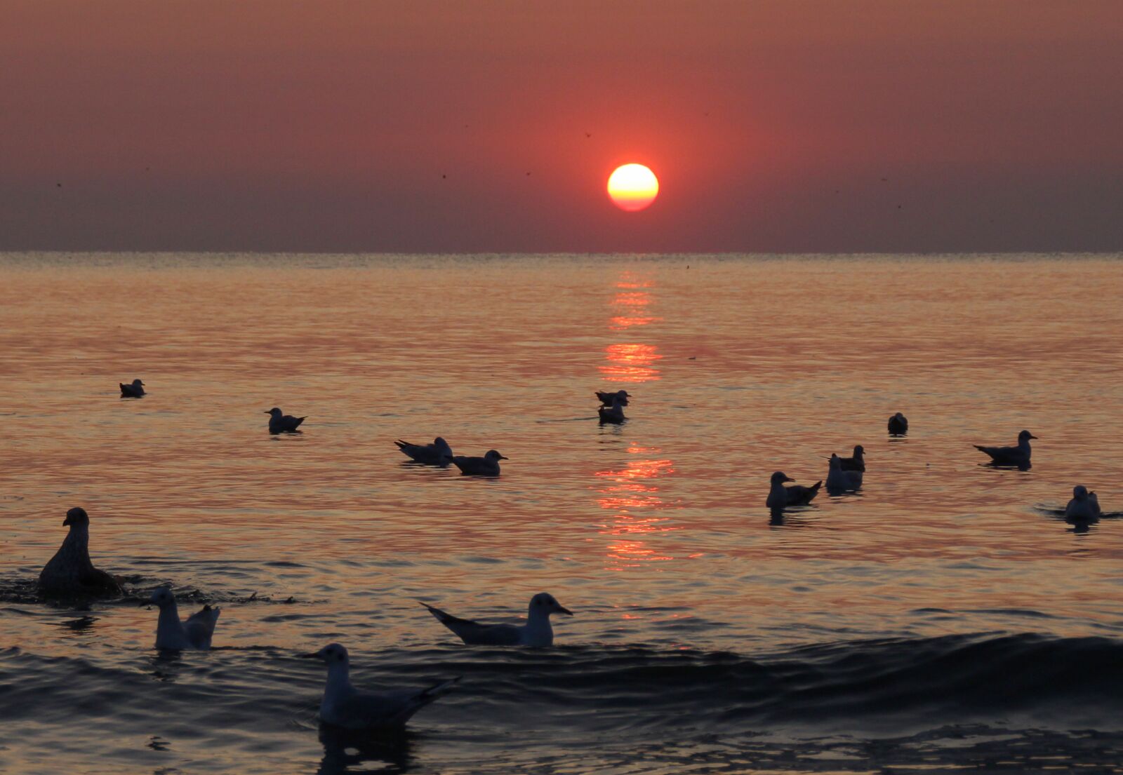 Canon EOS 700D (EOS Rebel T5i / EOS Kiss X7i) sample photo. Sunrise, seagulls, birds photography