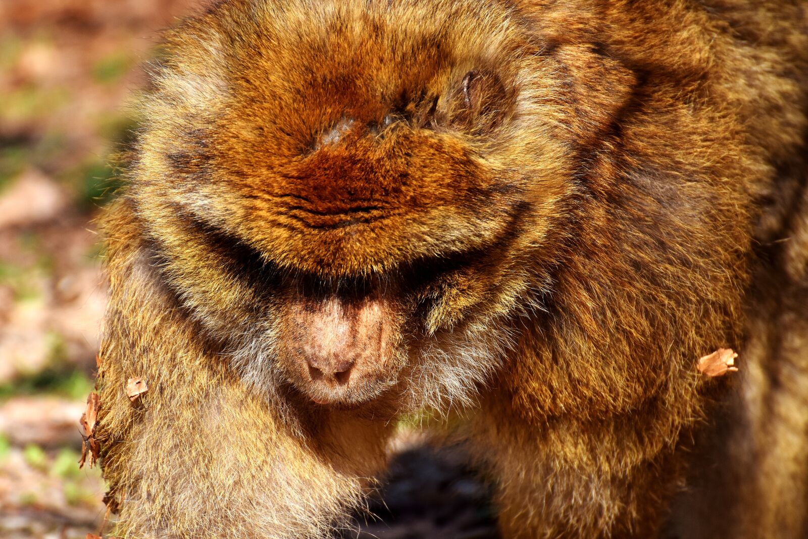 Nikon D7200 sample photo. Barbary ape, endangered species photography