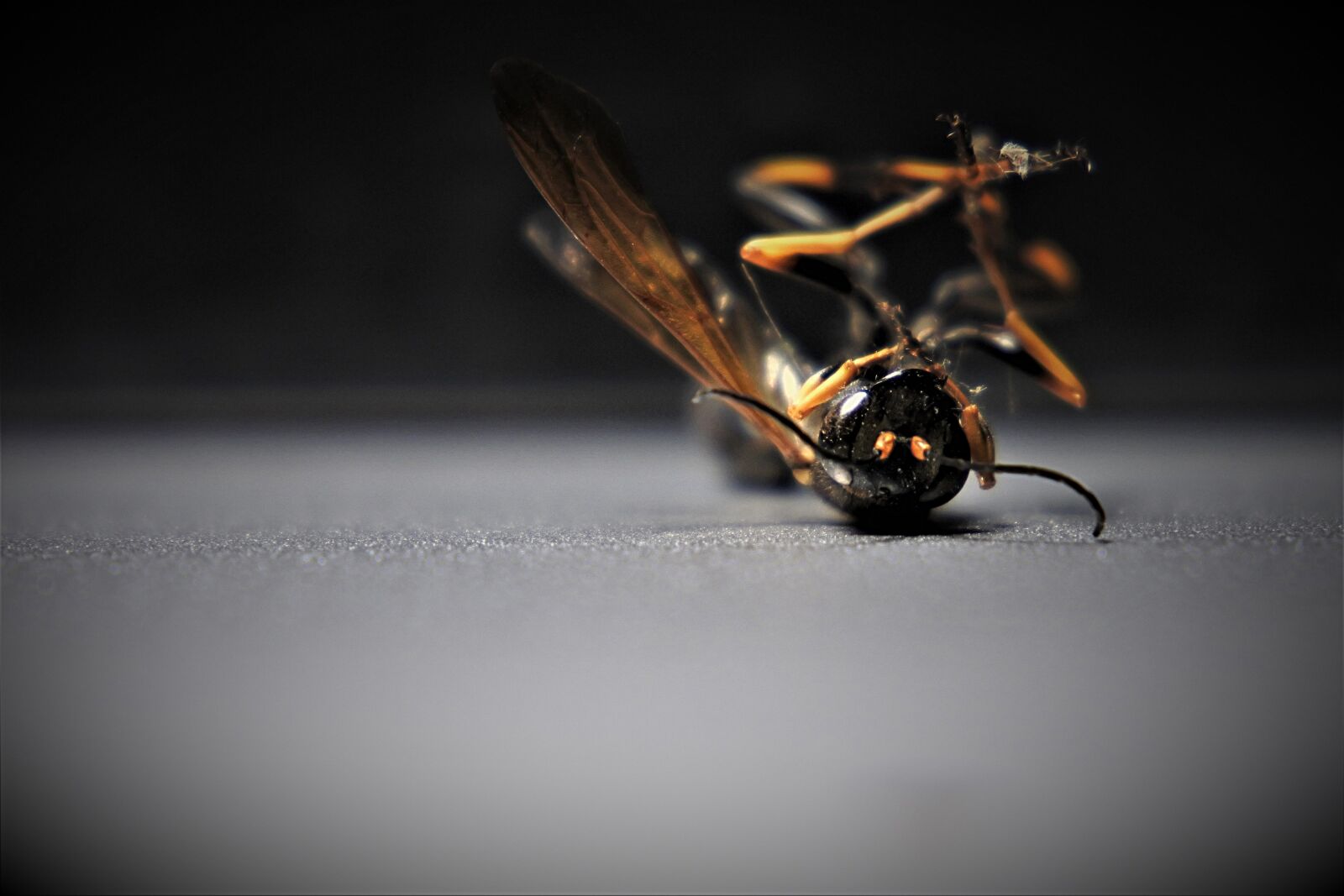 Nikon 1 J5 sample photo. Wasp, insect, wing photography