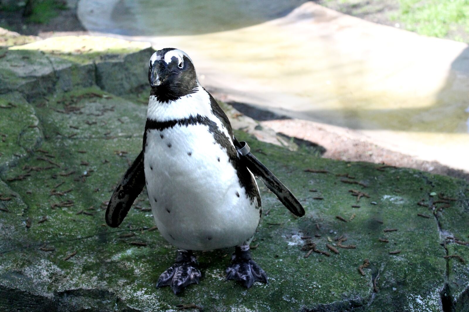 Canon EOS 1100D (EOS Rebel T3 / EOS Kiss X50) sample photo. Penguin, bird, nature photography