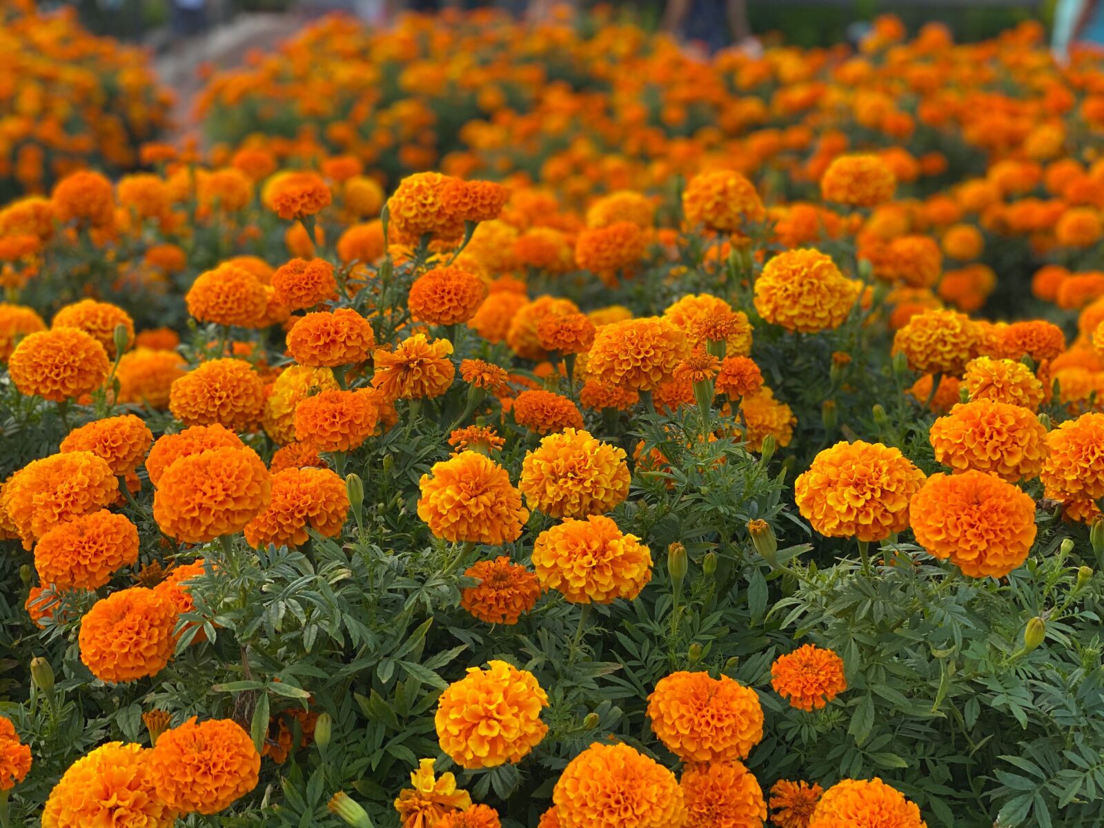 iPhone 11 Pro back dual camera 6mm f/2 sample photo. Marigold, bushes, orange photography