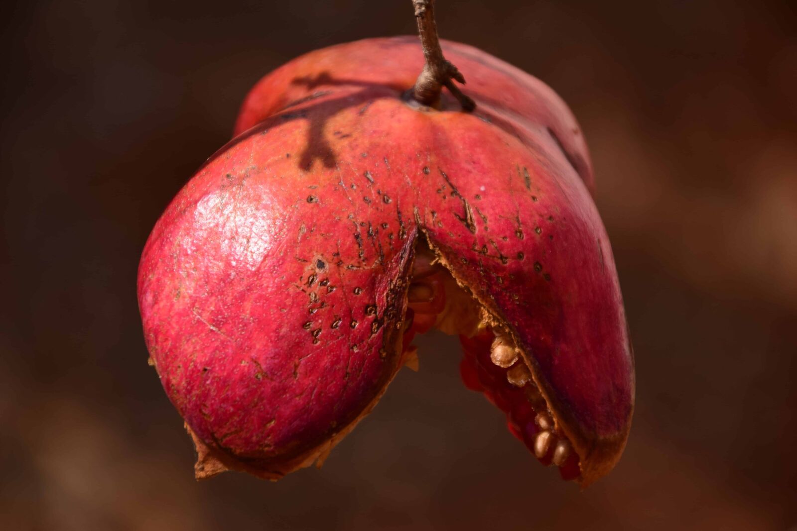 Nikon D3300 sample photo. Fruit, nature, food, pomegranate photography