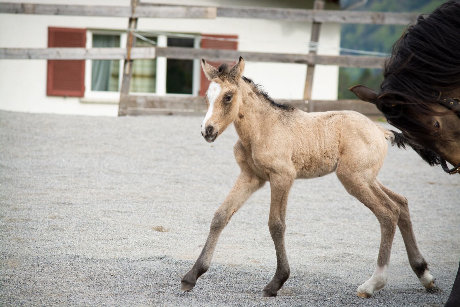 Nikon D7100 sample photo. Foal, mare, newborn photography
