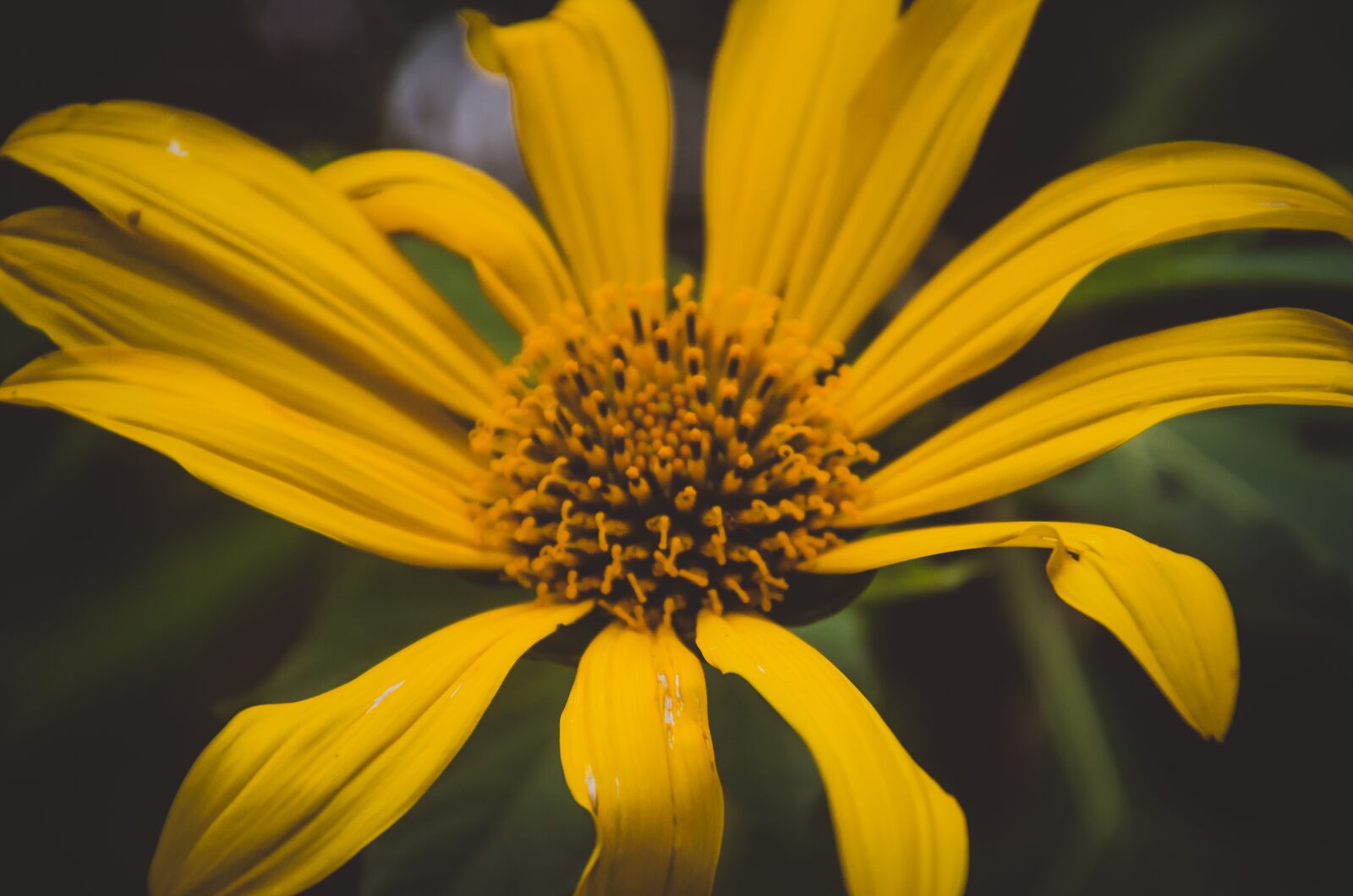 Nikon D5100 sample photo. Flor, girasol, florecer photography