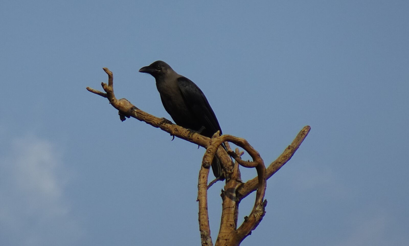 Sony DSC-WX800 sample photo. Bird, crow, house crow photography