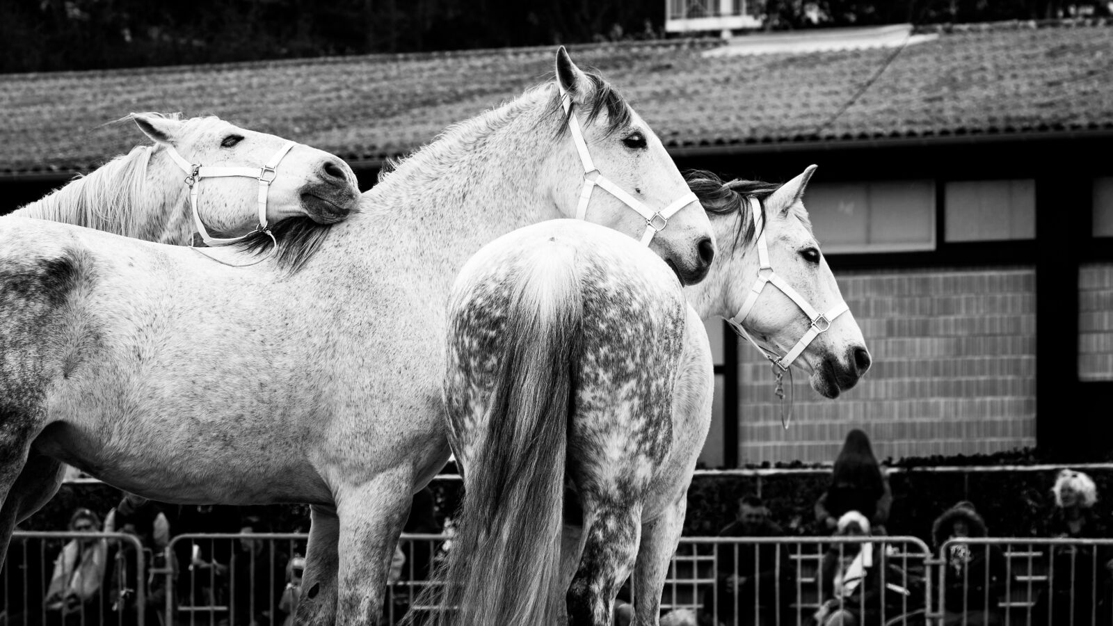 Canon EOS 40D + Canon EF 100mm F2.8 Macro USM sample photo. Horse, mammal, horses photography