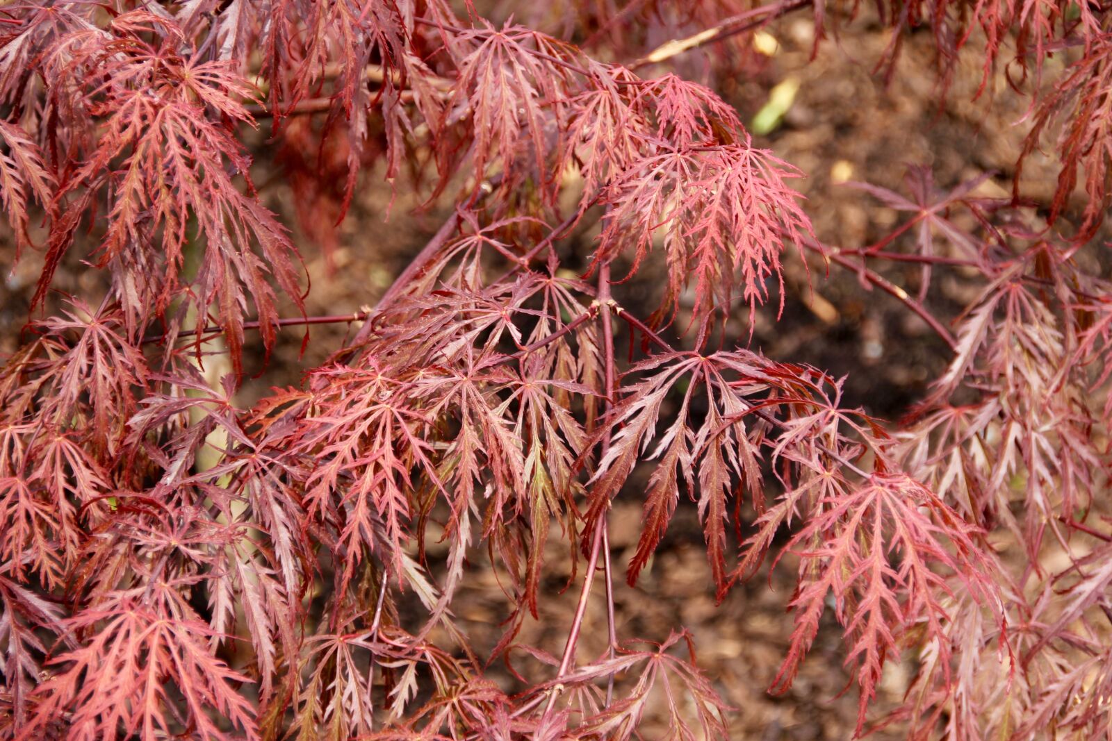 Canon EOS 60D sample photo. Red maple, japanese, maple photography