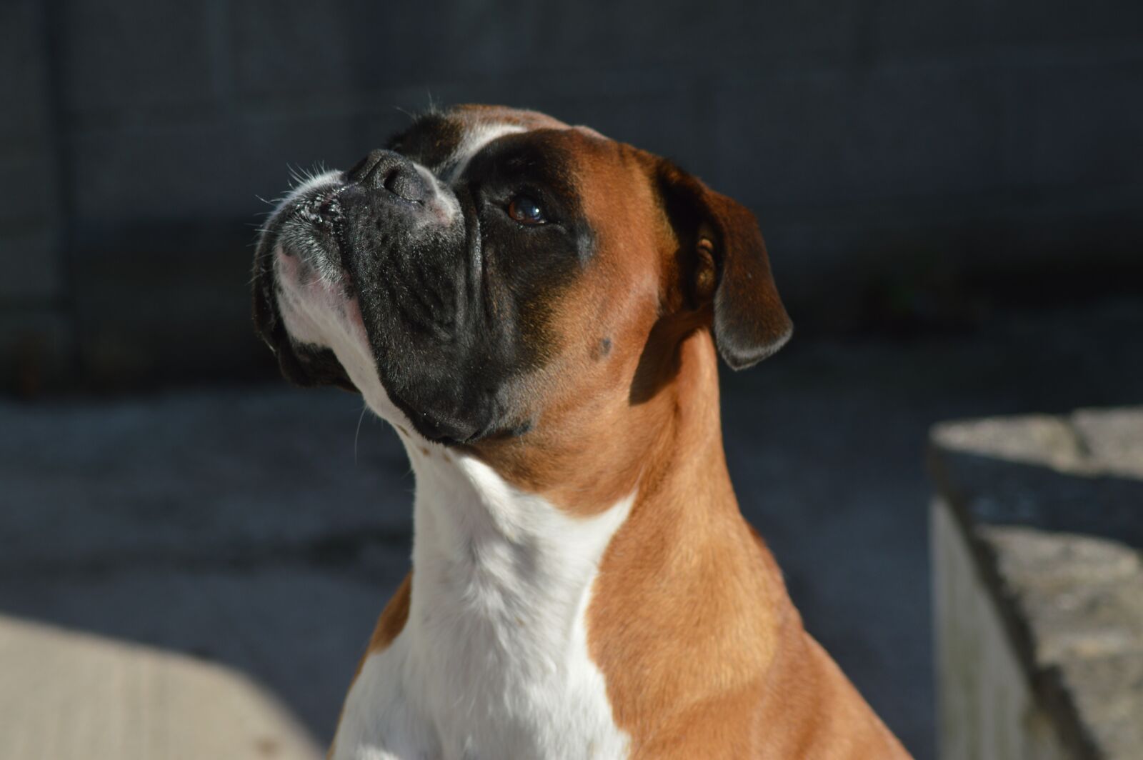 Nikon D3200 sample photo. Boxer, dog, pet photography