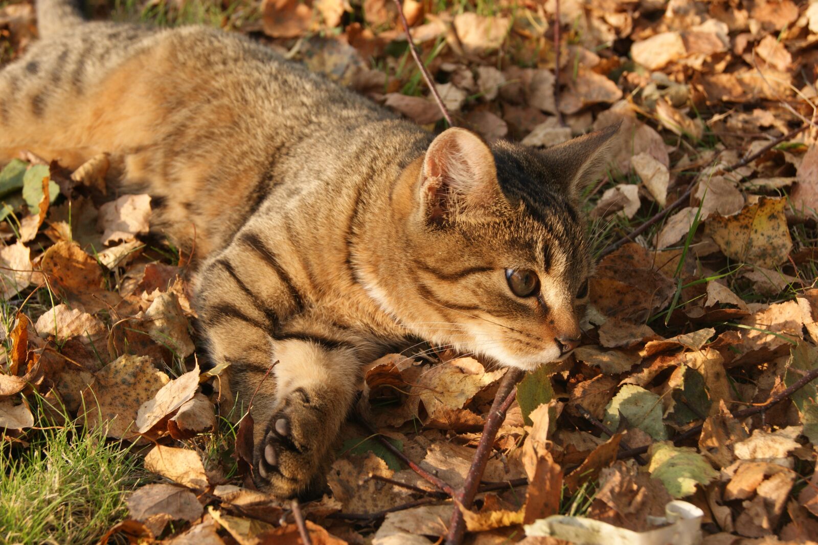 Sony Alpha DSLR-A390 sample photo. Cat, autumn, foliage photography