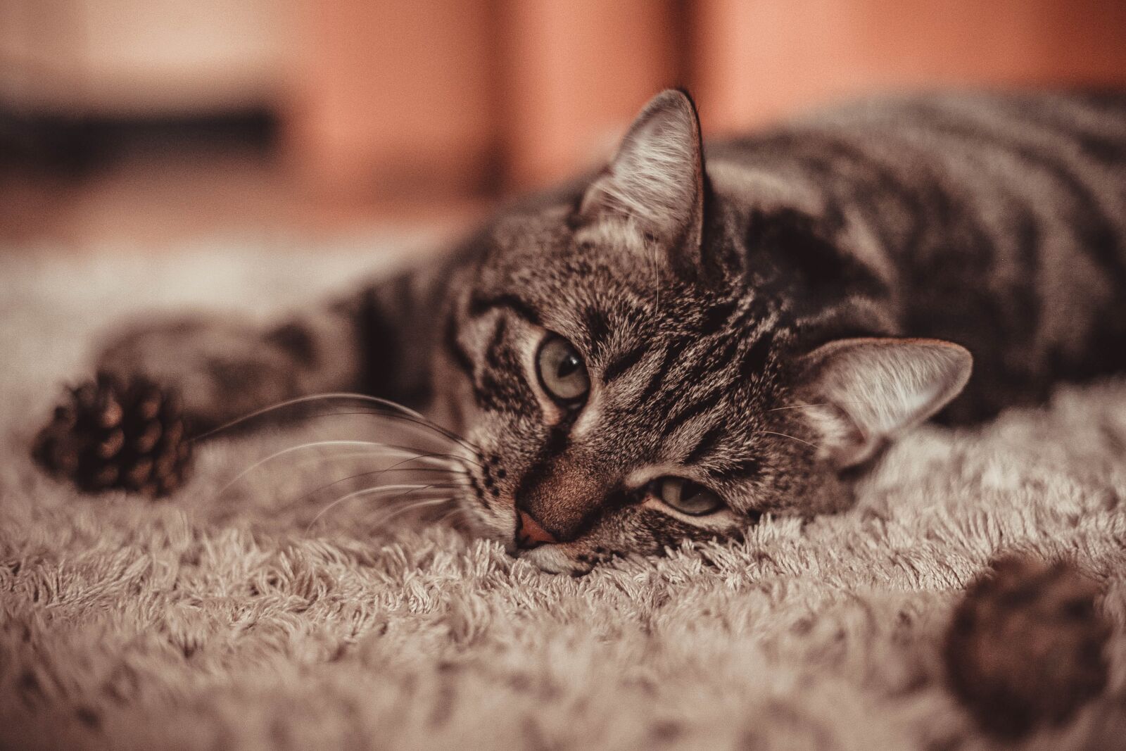 Canon EOS 5D Mark II sample photo. Cat, love, pet photography