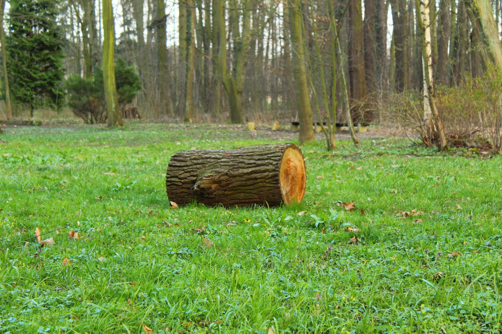 Canon EOS 4000D (EOS Rebel T100 / EOS 3000D) sample photo. Trunk, tree, wood photography