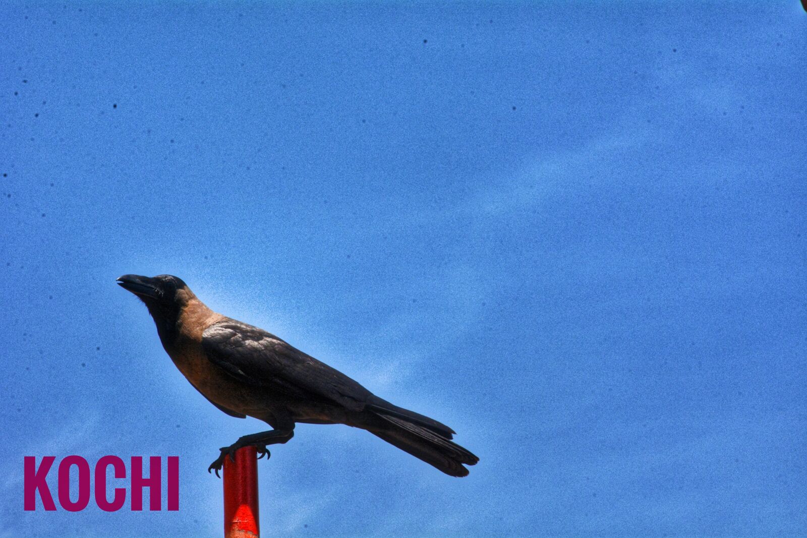 Nikon D7100 sample photo. Animals, birds, holidays, nikon photography