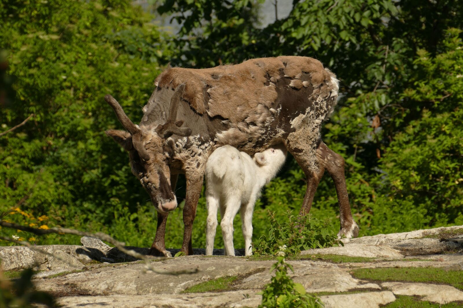 Panasonic Lumix DMC-FZ1000 sample photo. Stockholm, skansen, sweden photography