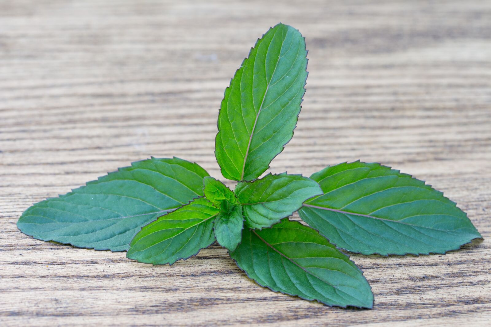 Canon EF-S 60mm F2.8 Macro USM sample photo. Basil, spice, herb photography