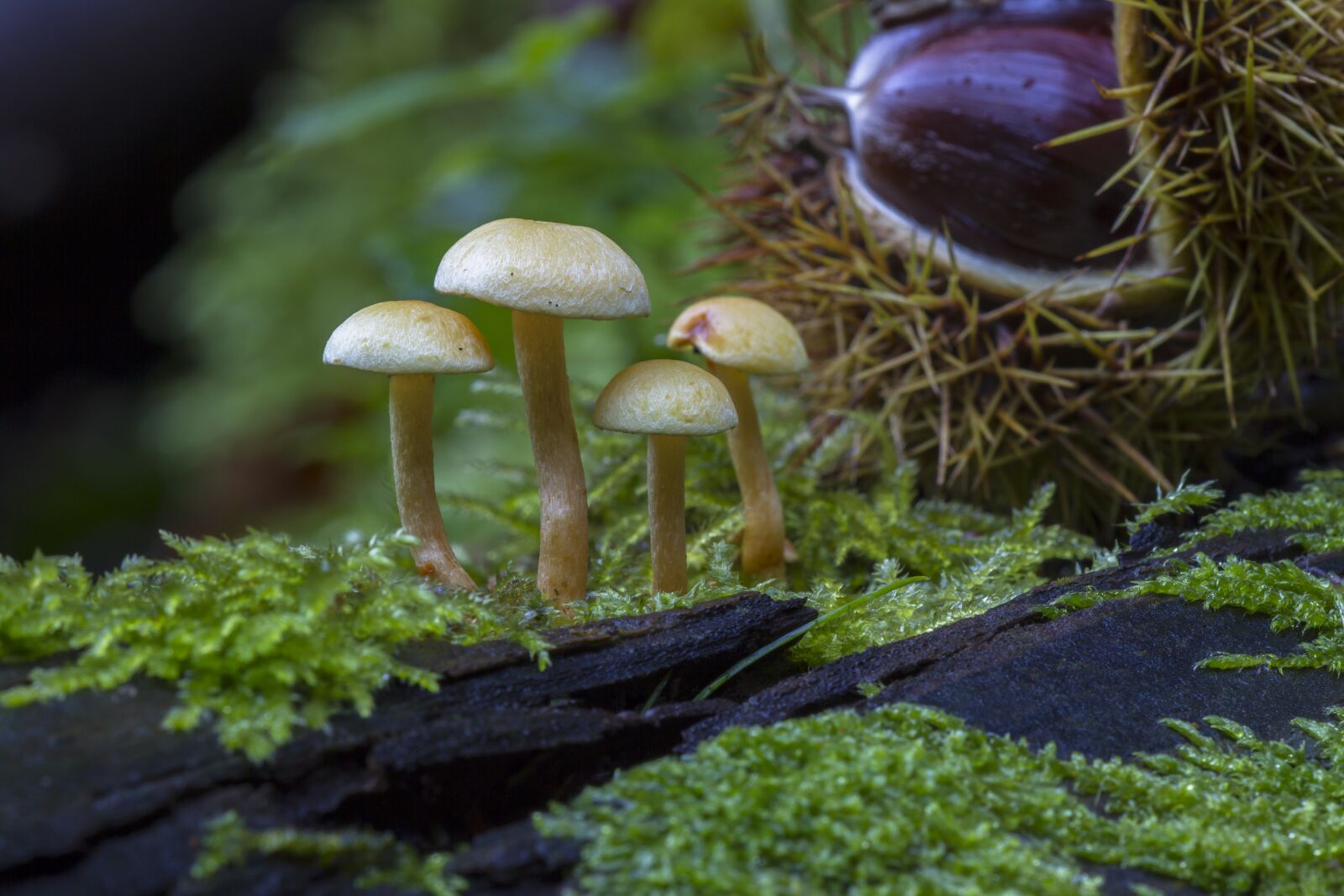 Canon EOS 7D sample photo. Mushroom, mushrooms, moss photography