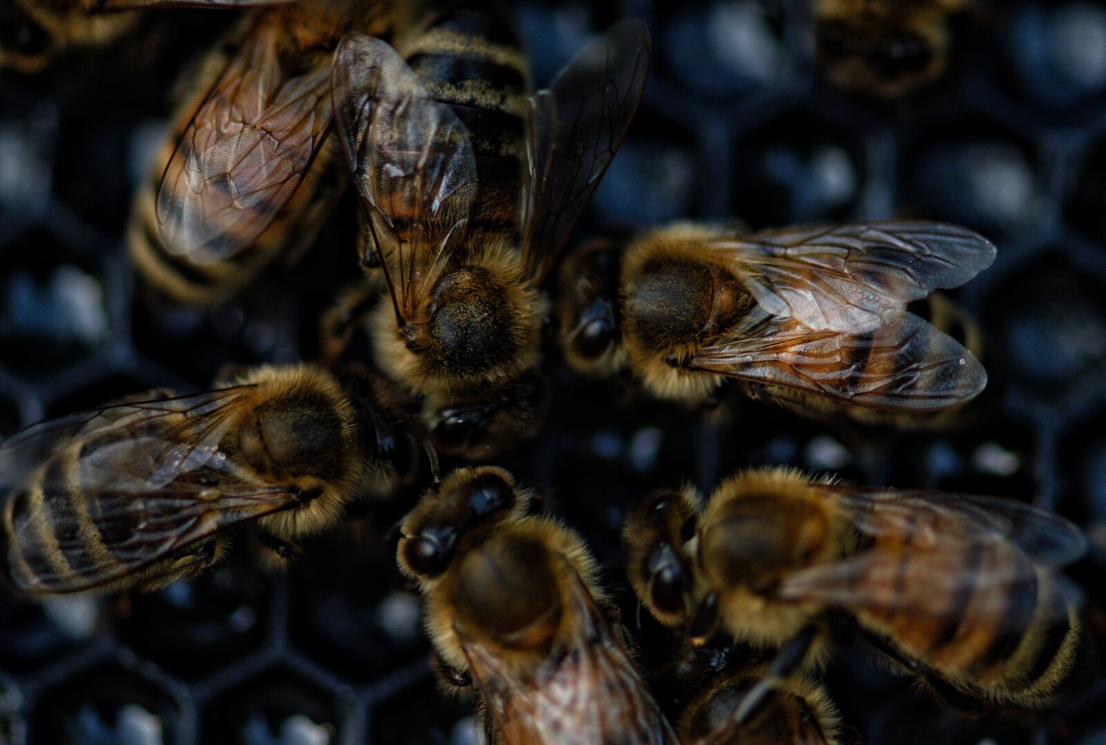 Nikon D3300 sample photo. Bees, swarm, beekeeping photography