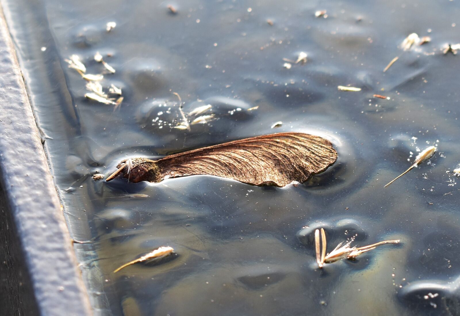 Nikon D5500 sample photo. Ice, pond, frozen photography