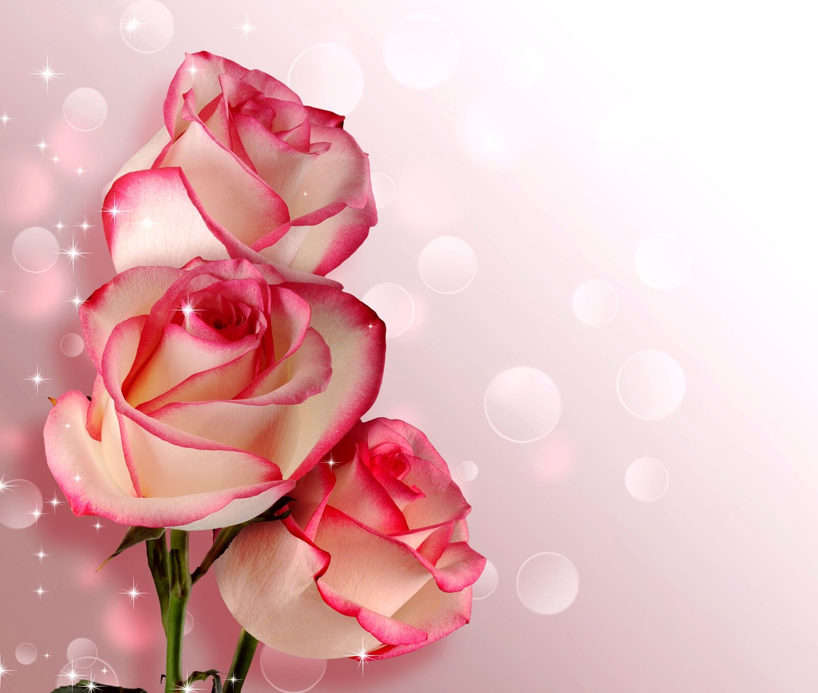 Nikon D5000 sample photo. Flower, rose, petal photography
