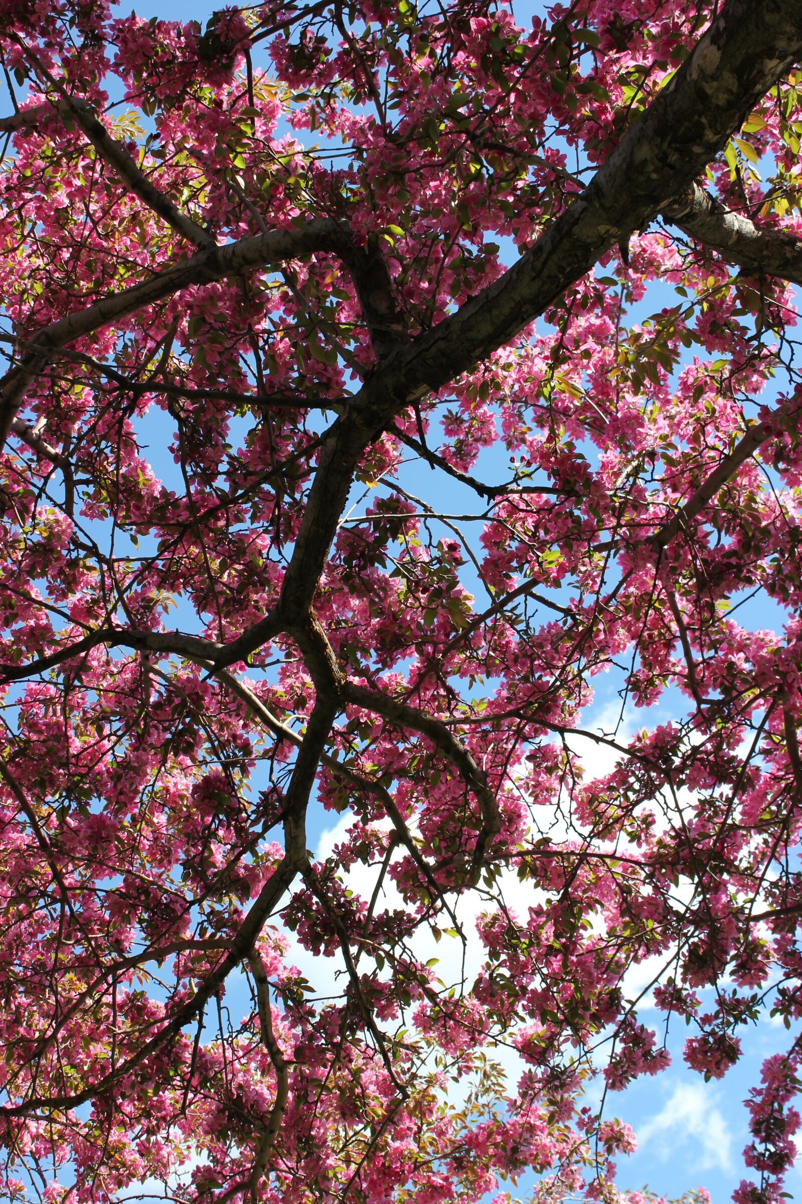 Canon EOS 550D (EOS Rebel T2i / EOS Kiss X4) sample photo. Tree, flower, blossom photography