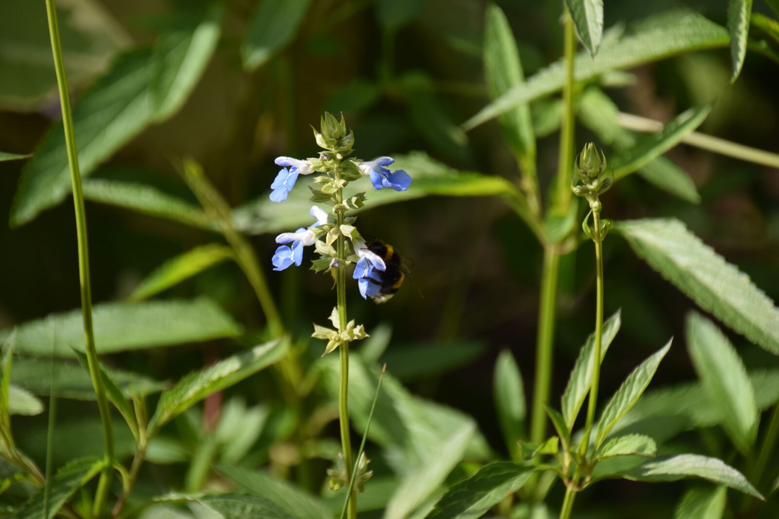 Nikon D5300 sample photo. Flower, bourdon, nature photography