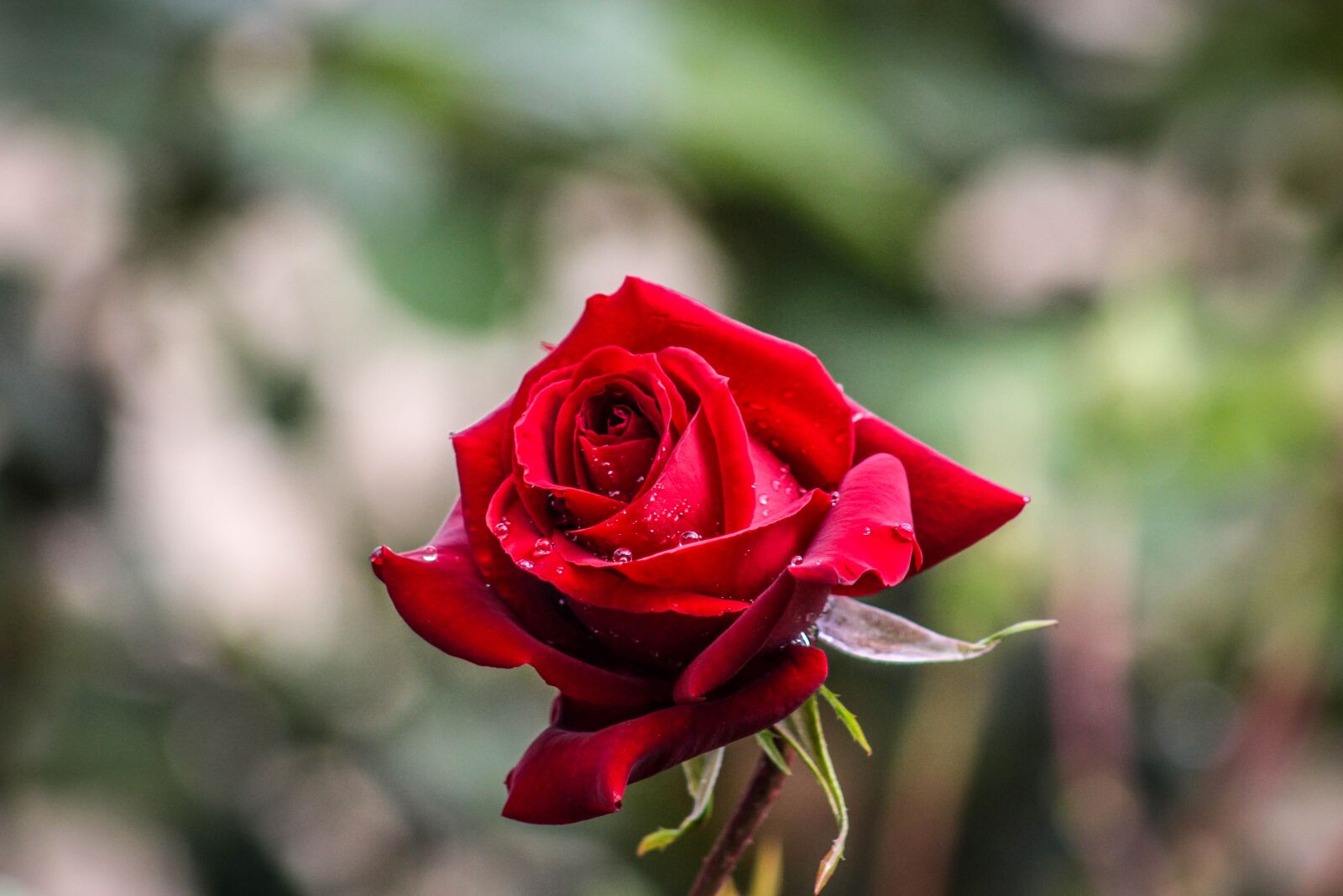 Canon EOS 700D (EOS Rebel T5i / EOS Kiss X7i) sample photo. Flower, rose, love photography