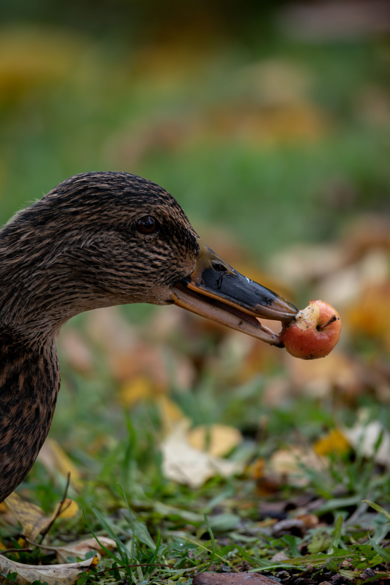 Nikon D5600 sample photo