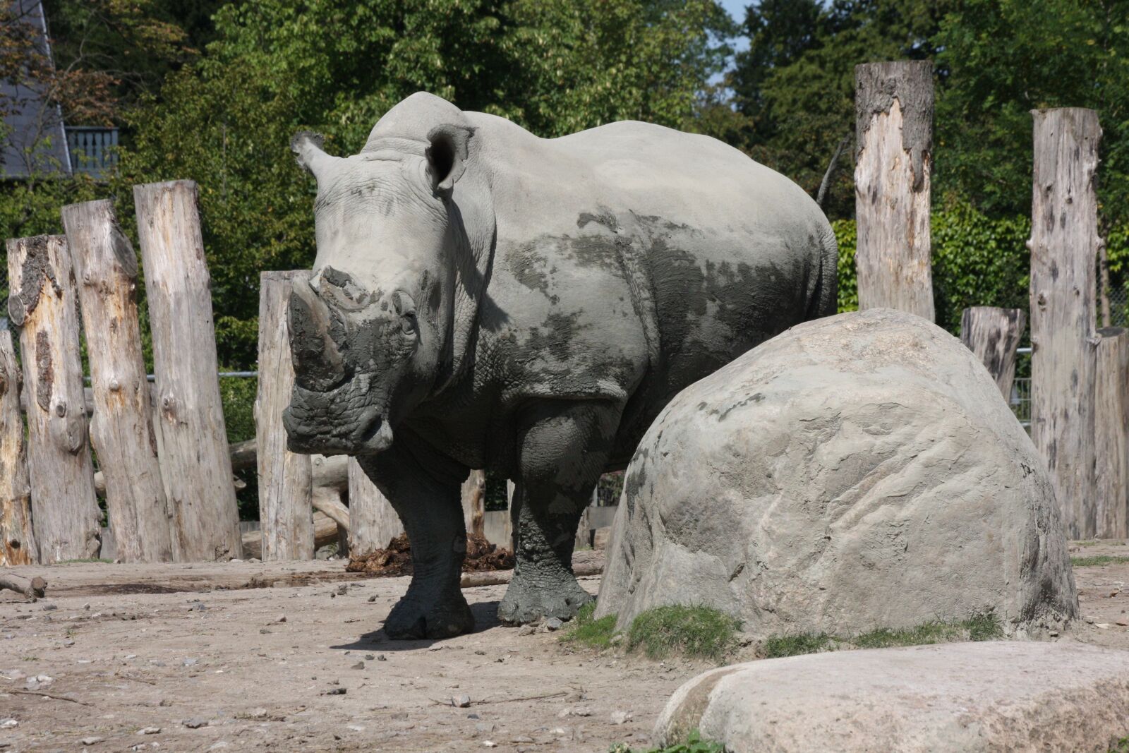 Canon EOS 40D sample photo. Zoo, mammal, horn photography