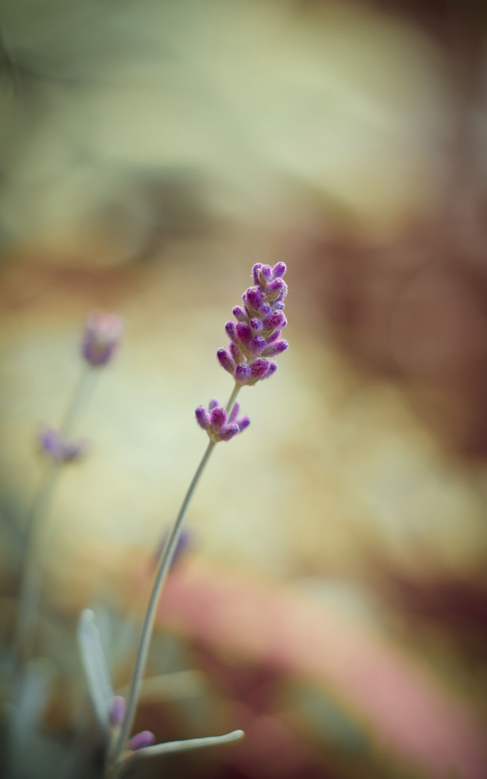 Canon EF 50mm F1.8 STM sample photo. Lavender, blossom, bloom photography