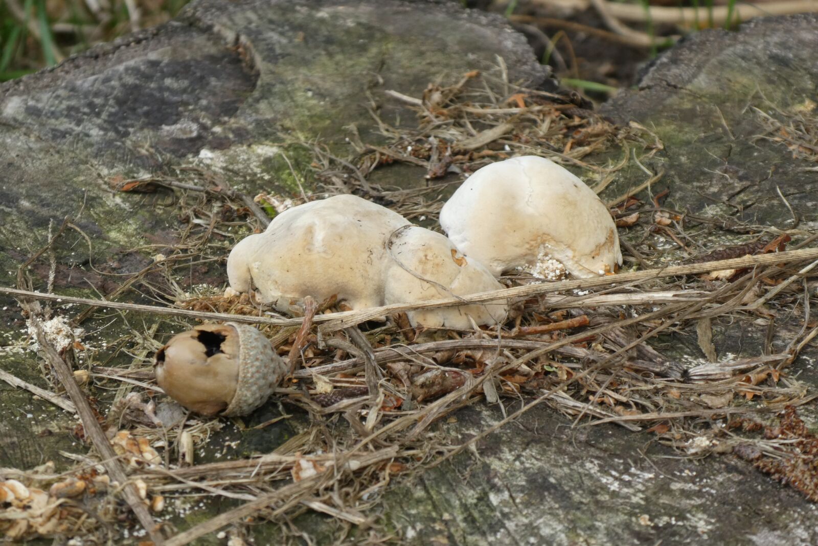 Panasonic Lumix DC-ZS70 (Lumix DC-TZ90) sample photo. Mushrooms, autumn, forest photography