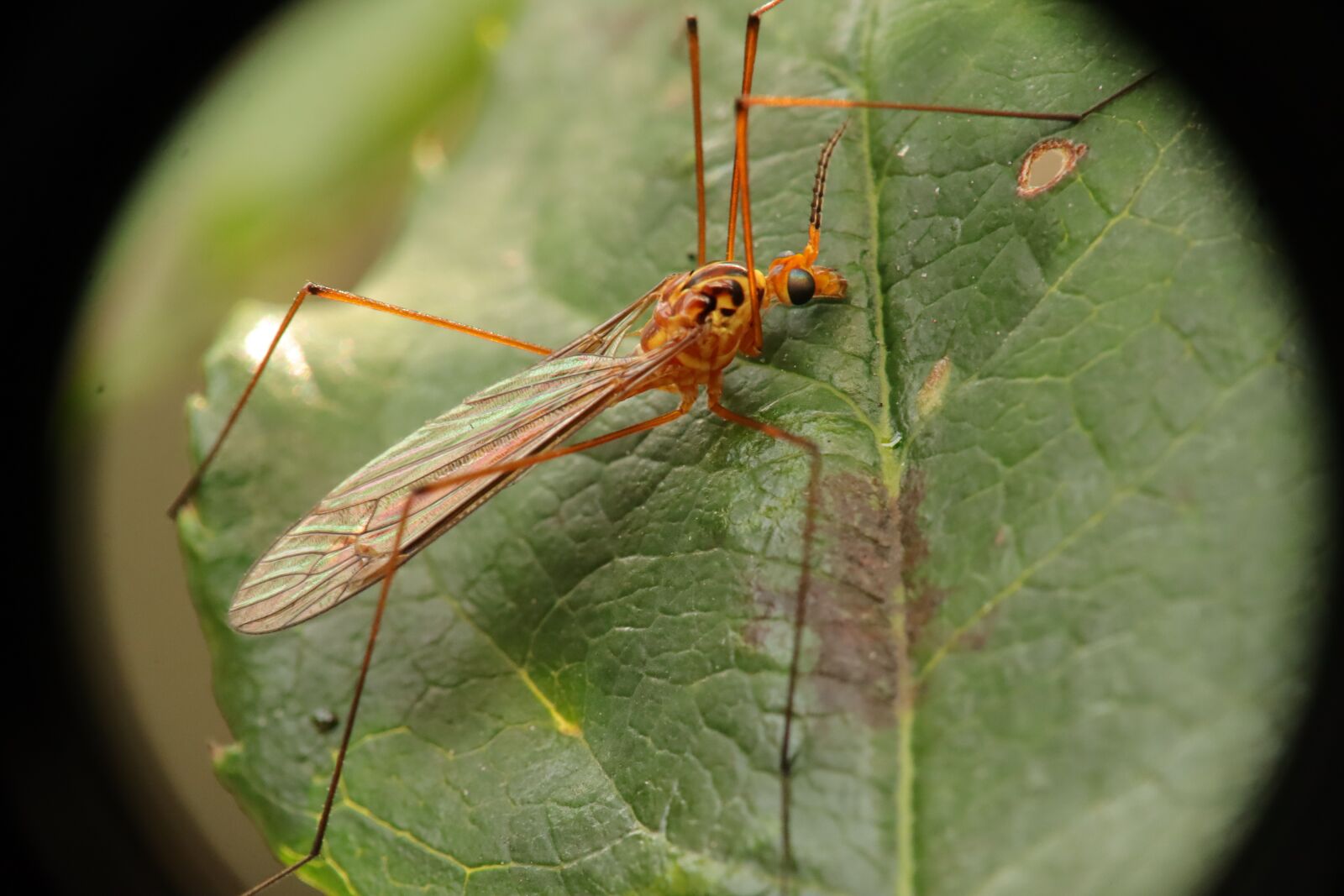 Canon EF-M 15-45mm F3.5-6.3 IS STM sample photo. Insect, nature, garden photography