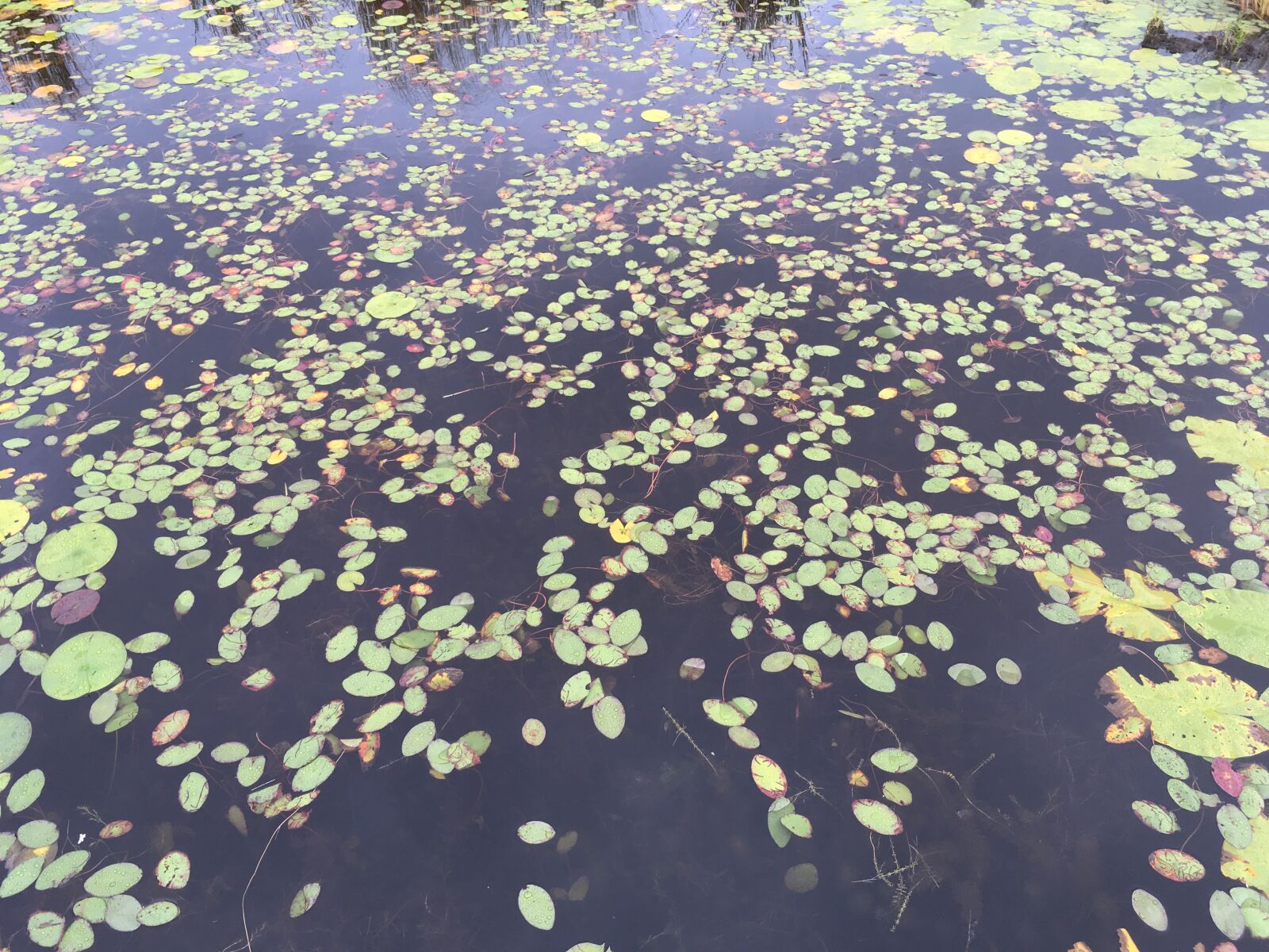 iPhone SE back camera 4.15mm f/2.2 sample photo. Lilly pads, fall pond photography