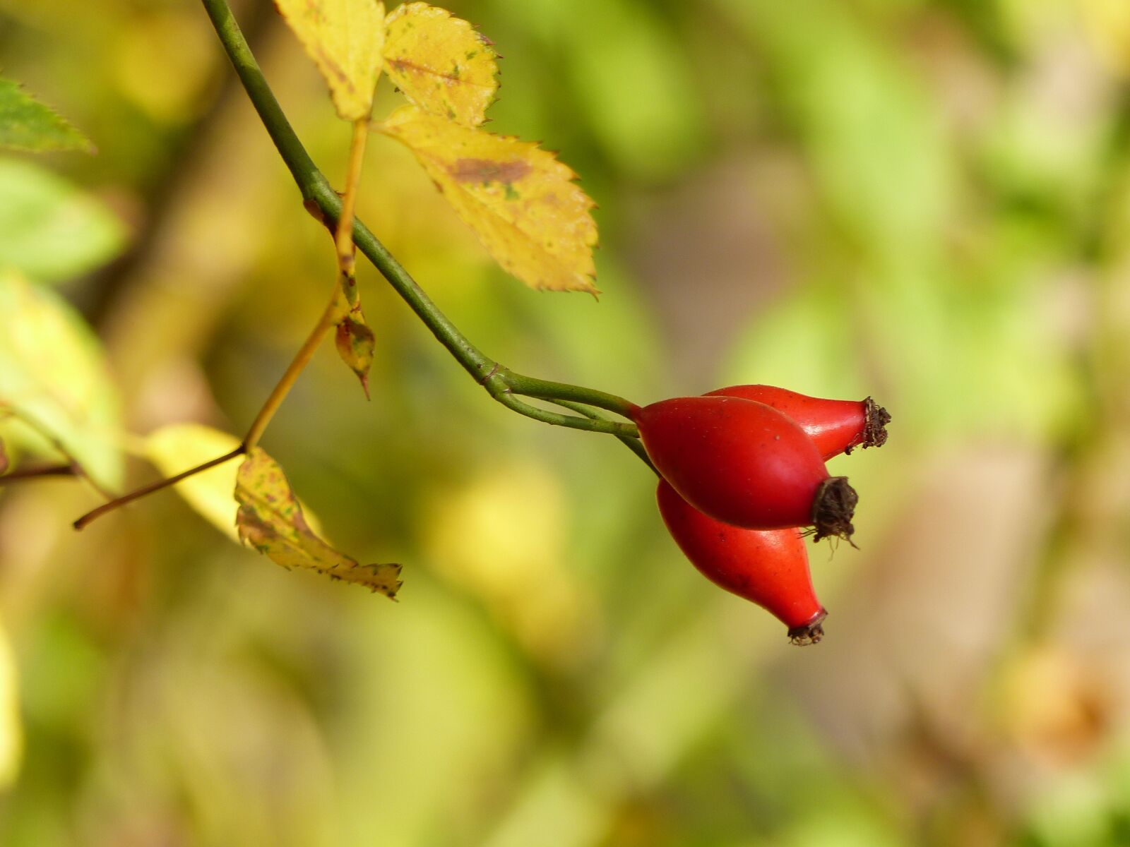 Panasonic Lumix DMC-FZ200 sample photo. Rose hip, autumn fruits photography