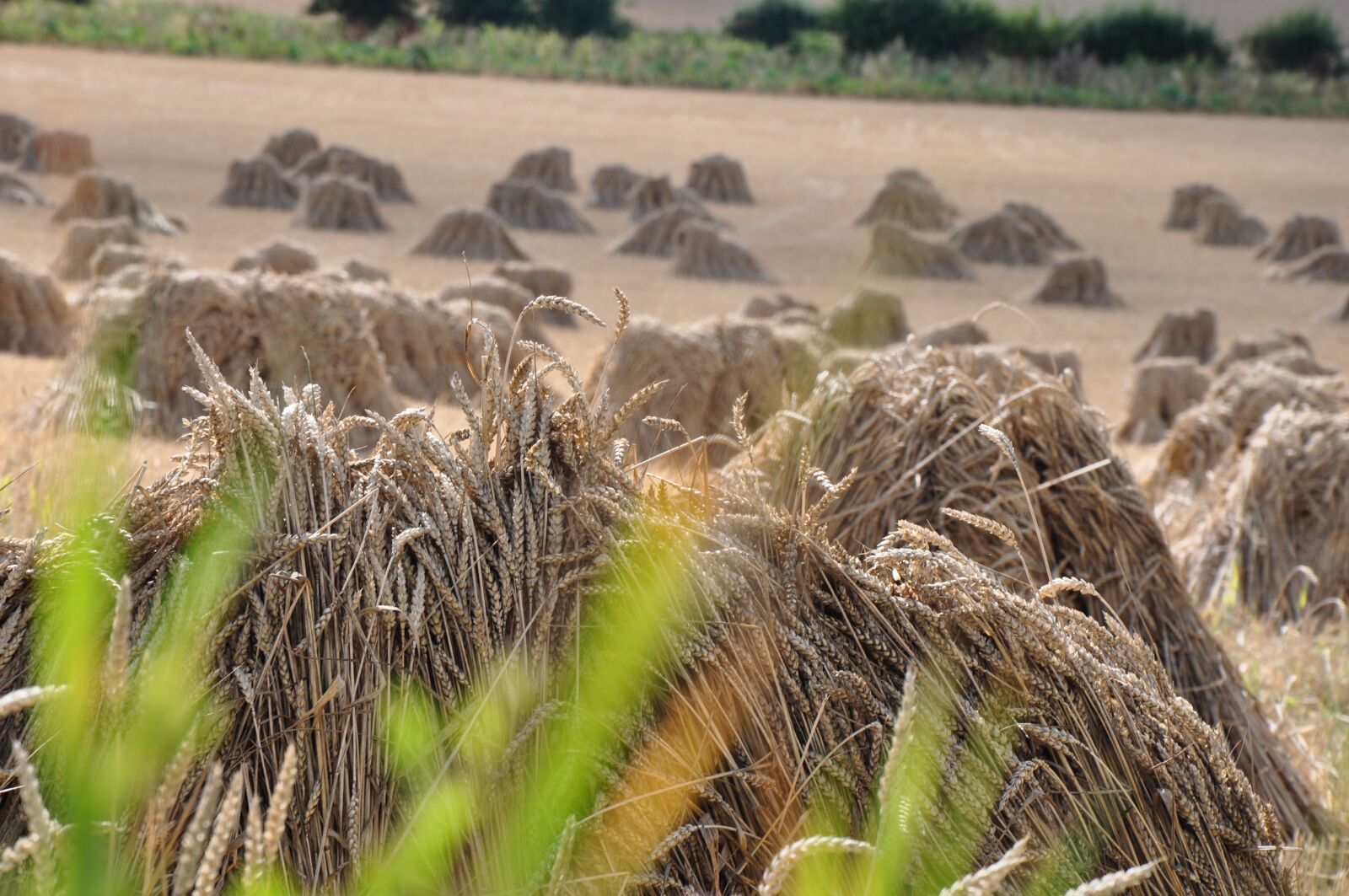 Nikon D5000 sample photo. Straw, field, harvest photography