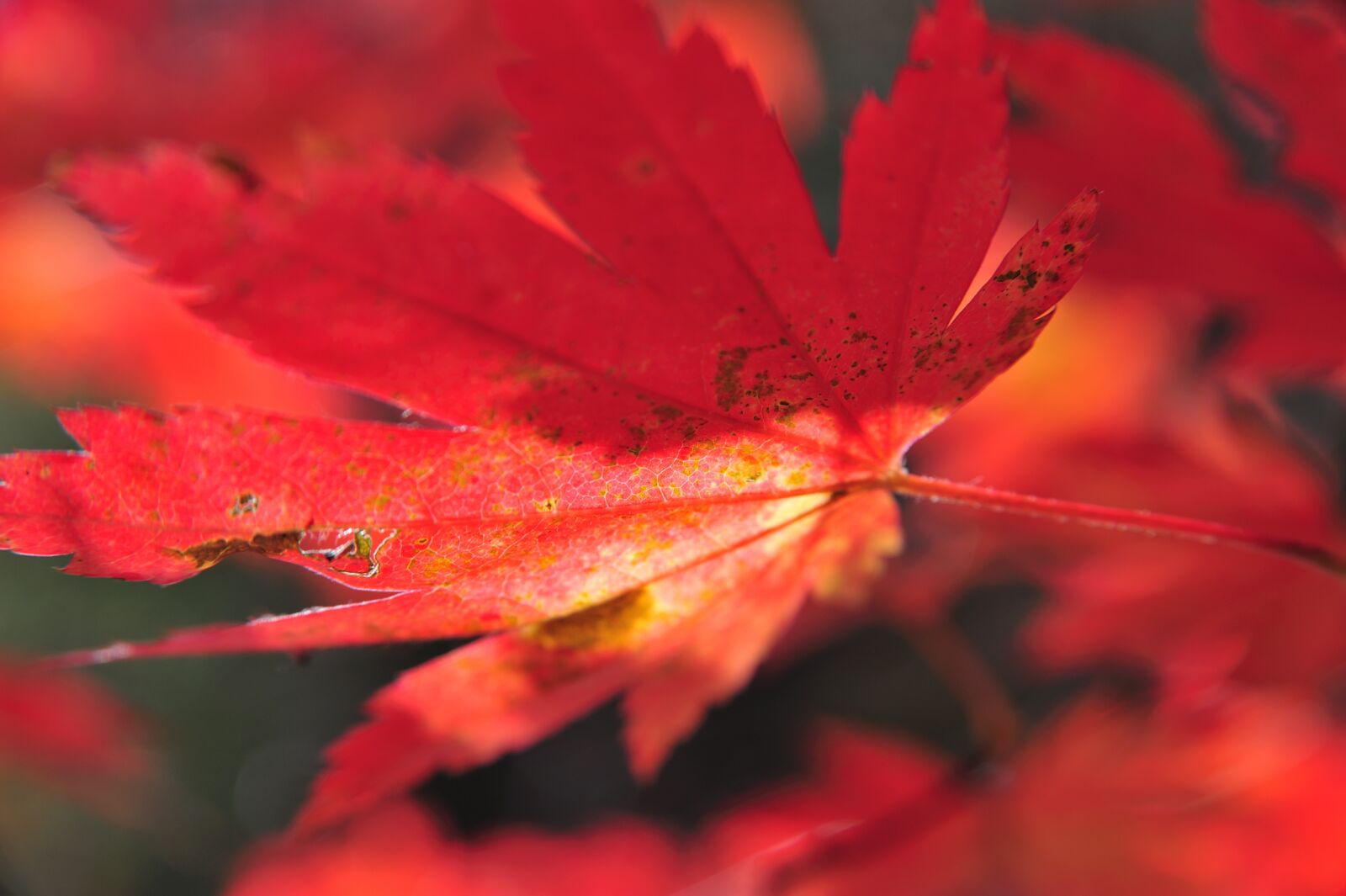 Nikon D700 sample photo. Nature, autumn, leaves photography