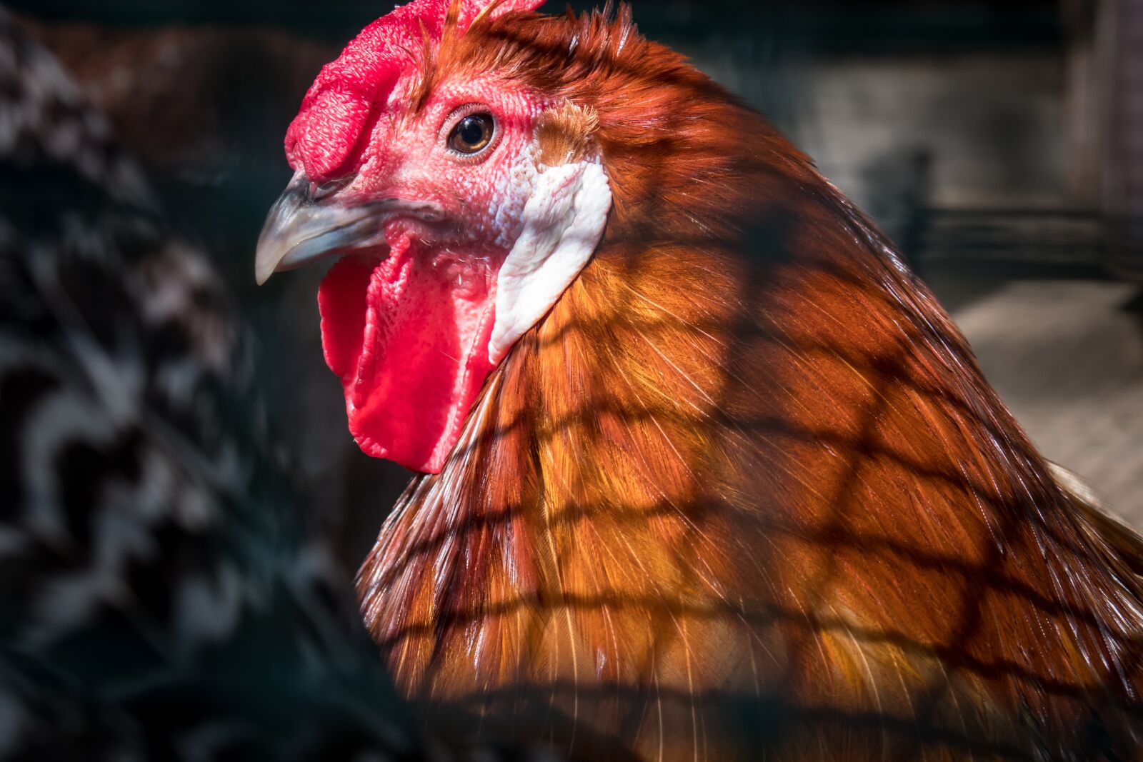 Canon PowerShot G3 X sample photo. Chicken, caught, imprisoned photography