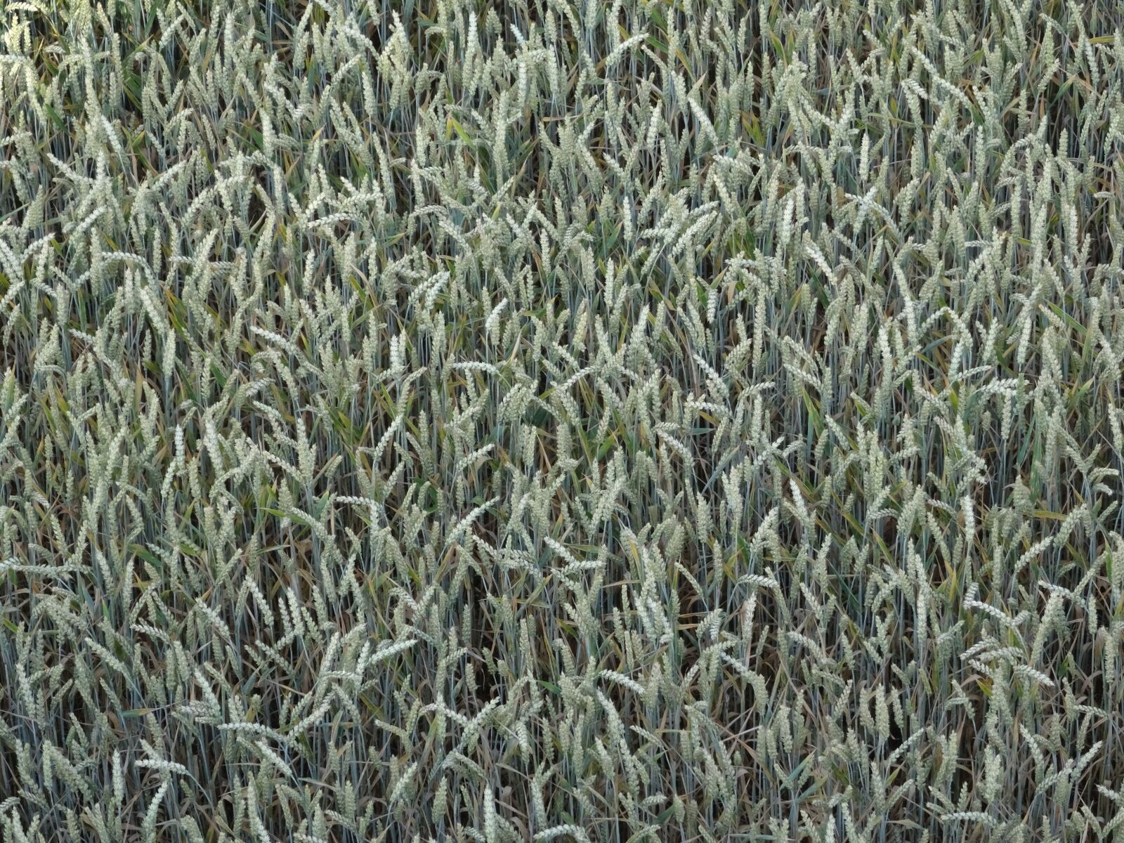 Sony DSC-HX50 sample photo. Wheat, cereals, wheat spike photography