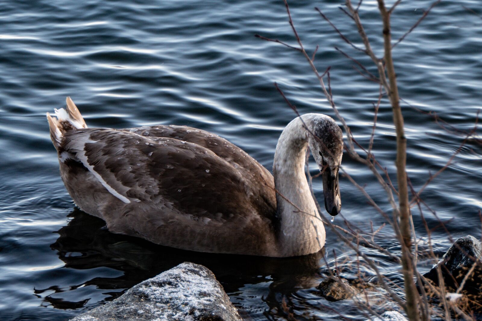 Panasonic Lumix DMC-FZ2500 (Lumix DMC-FZ2000) sample photo. Swan, bird, ve photography