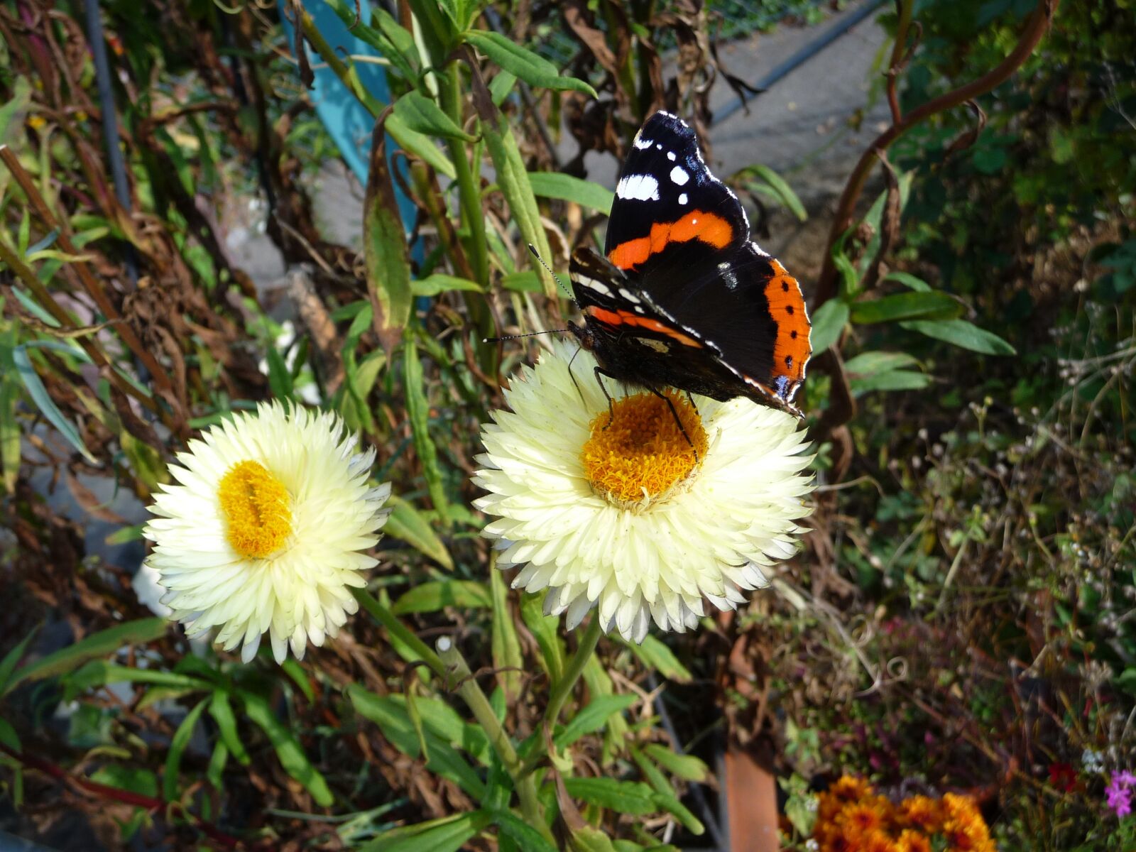 Panasonic Lumix DMC-TZ5 sample photo. Butterfly, insect, flower photography