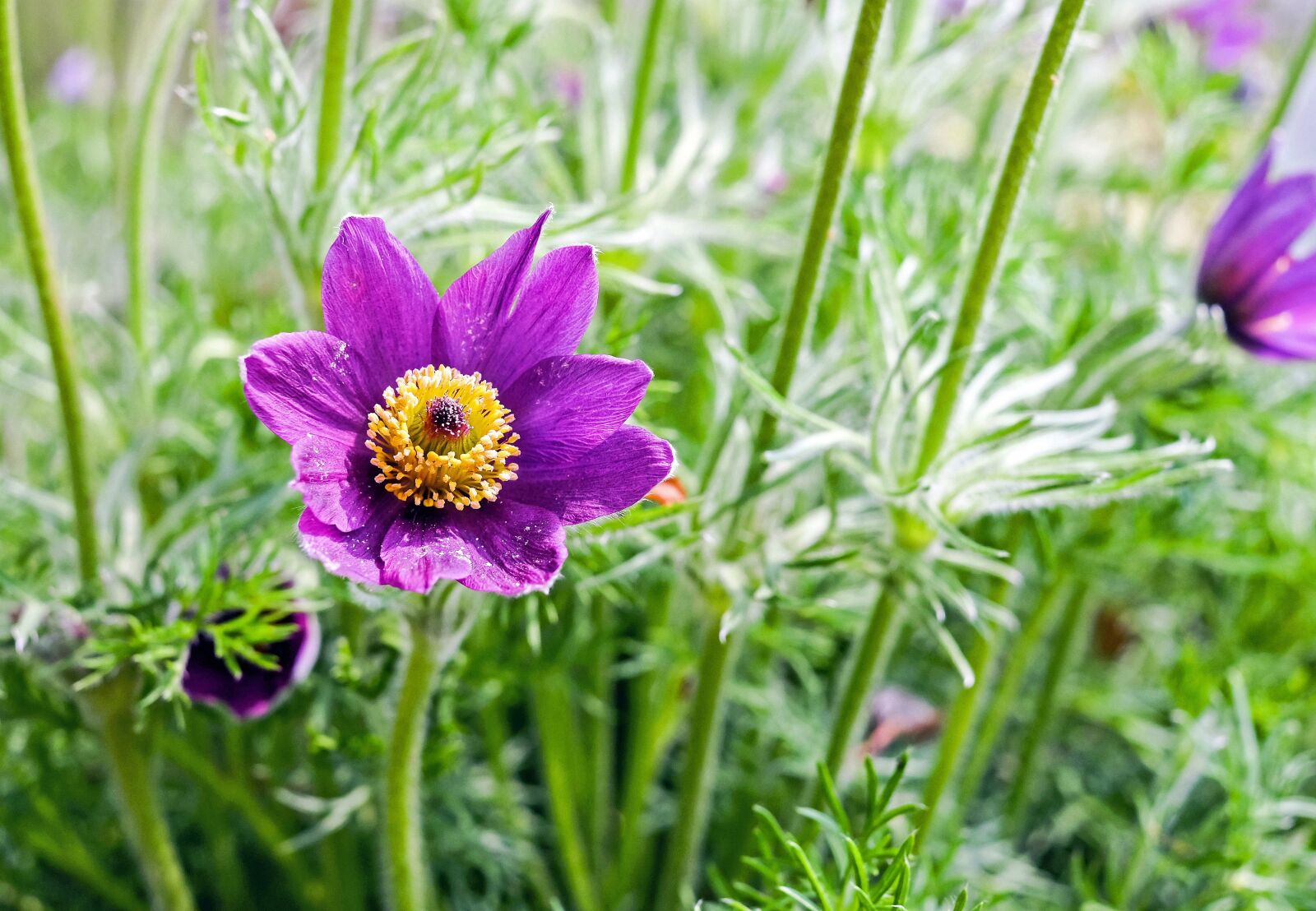 Fujifilm X-T10 + Fujifilm XF 35mm F1.4 R sample photo. Pasque flower, flower, blossom photography
