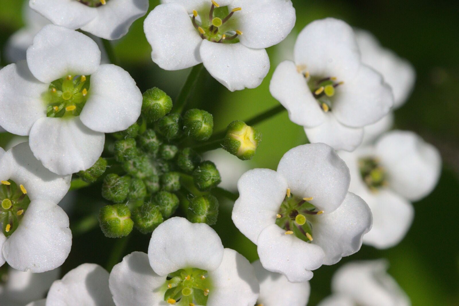 Canon EOS 700D (EOS Rebel T5i / EOS Kiss X7i) sample photo. Flower, blossom, bloom photography