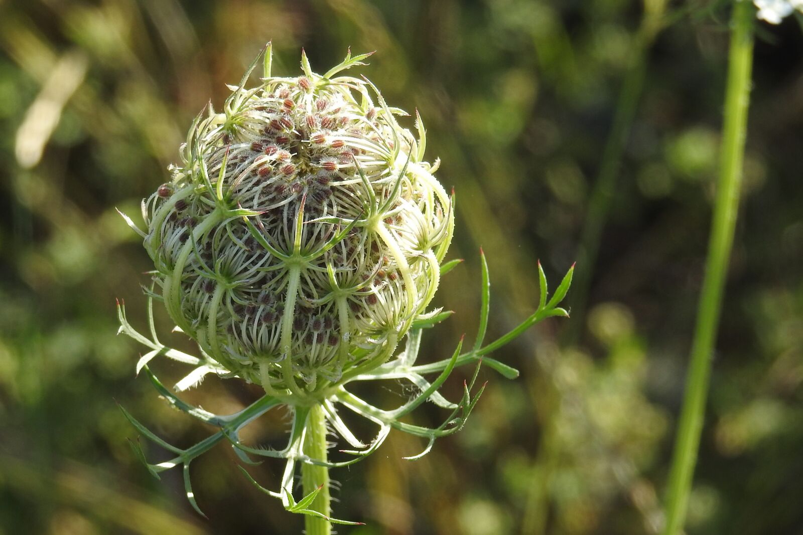 Nikon Coolpix P900 sample photo. Wild carrot, plant, grassland photography