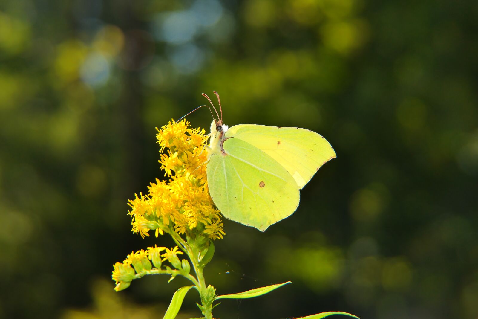 Panasonic Lumix DMC-FZ2500 (Lumix DMC-FZ2000) sample photo. Butterfly, pollinate, butterfly wings photography