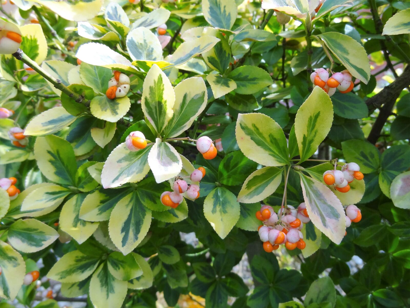 Sony Cyber-shot DSC-HX9V sample photo. Autumn, romance, indian summer photography