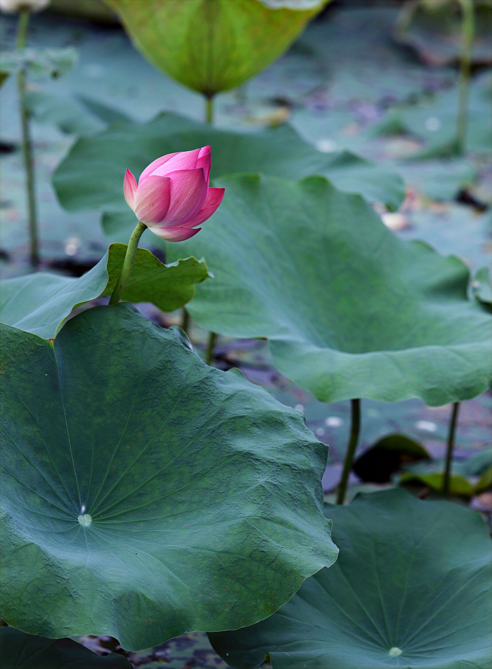 Canon EOS 6D + Canon EF 70-200mm F2.8L USM sample photo