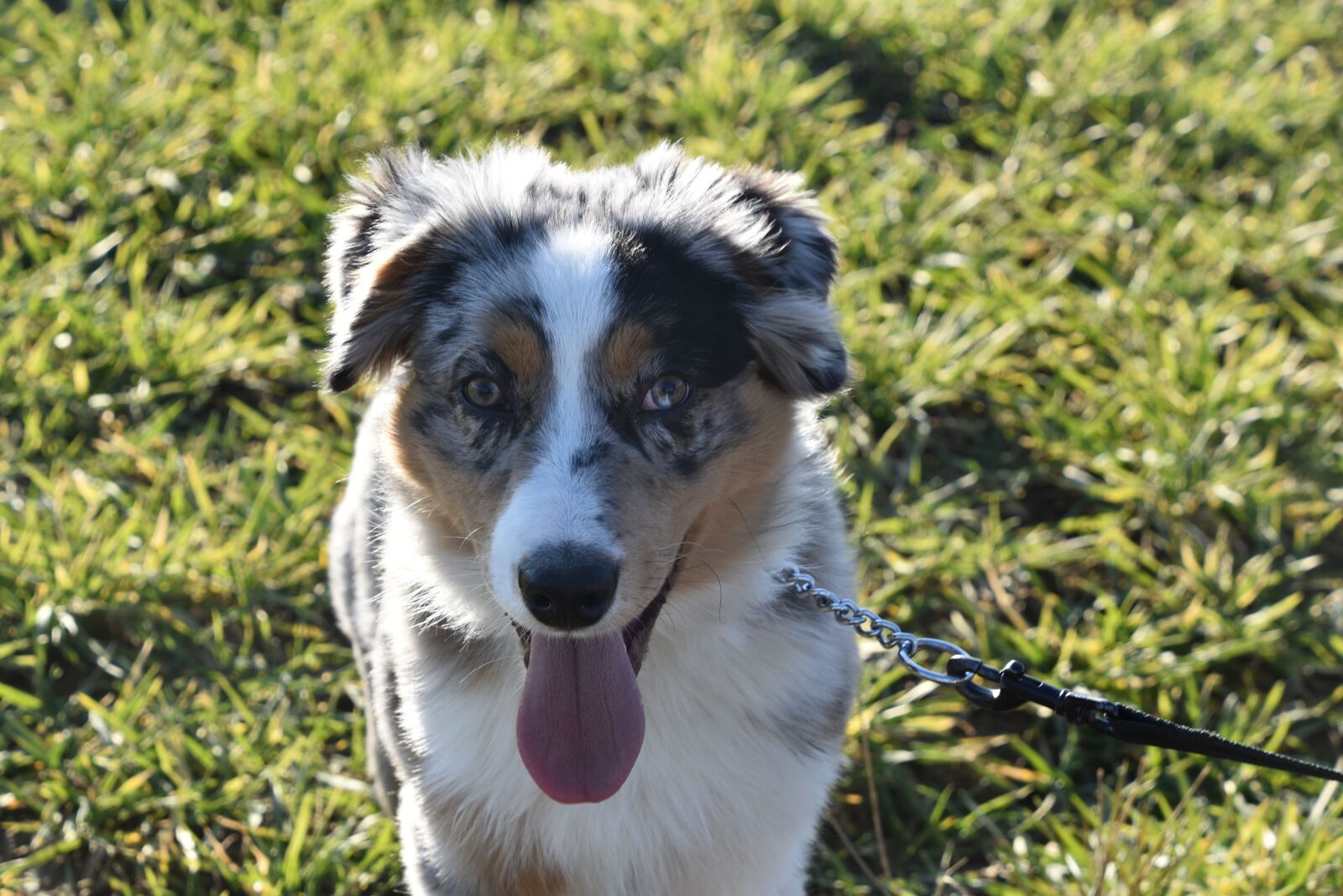 Nikon D5600 sample photo. Animal, dog, nature photography