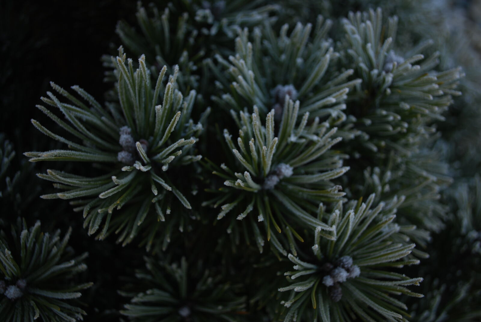 Nikon D60 sample photo. Blue, cold, conifer, freeze photography