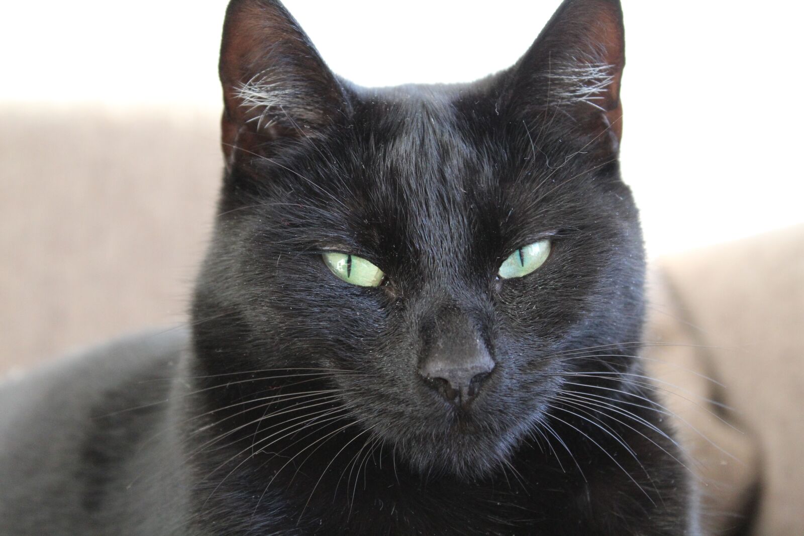 Canon EOS 1200D (EOS Rebel T5 / EOS Kiss X70 / EOS Hi) sample photo. Cat, eyes, pet photography
