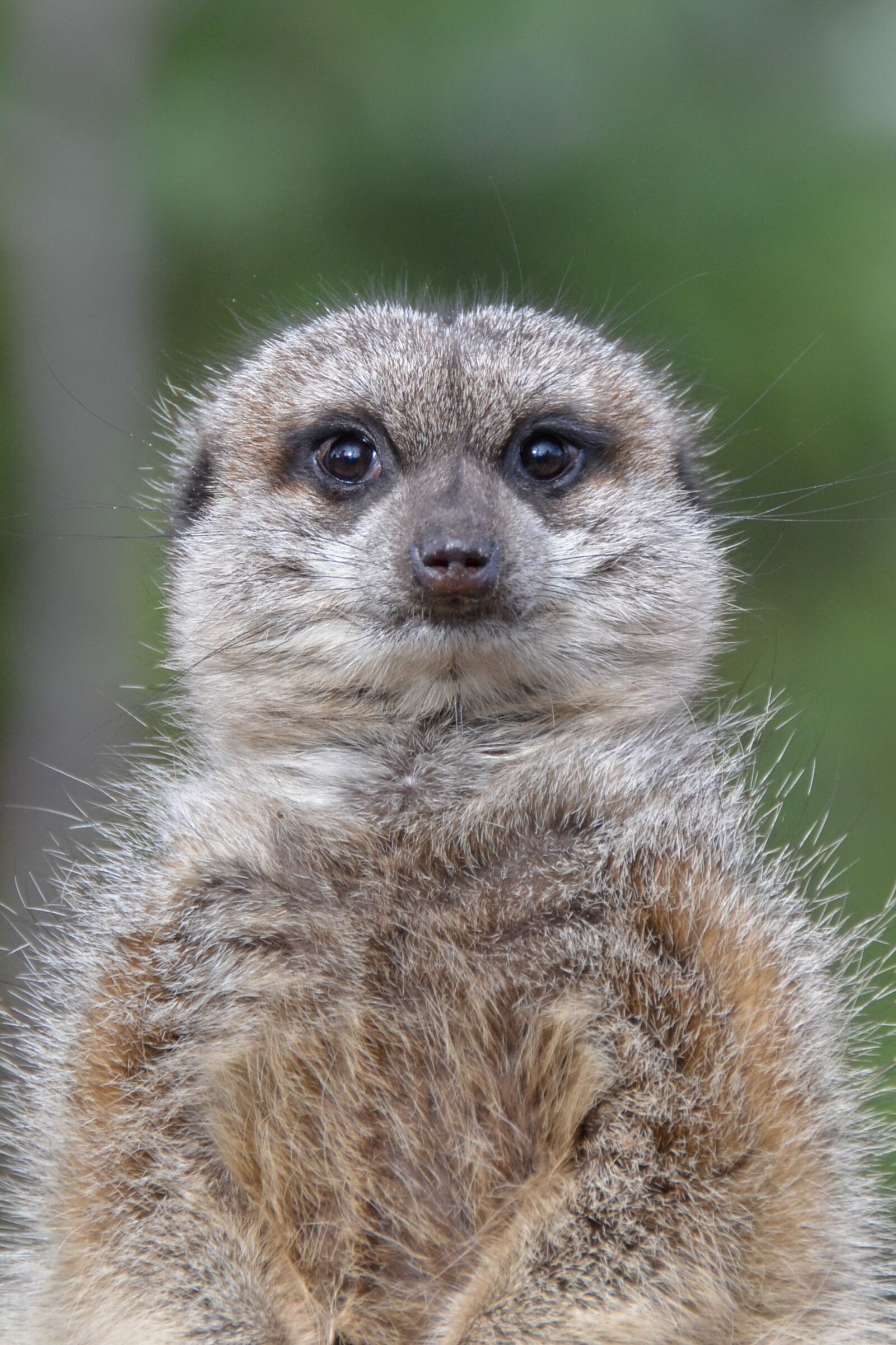 Nikon D5100 sample photo. Meerkat, animal, africa photography