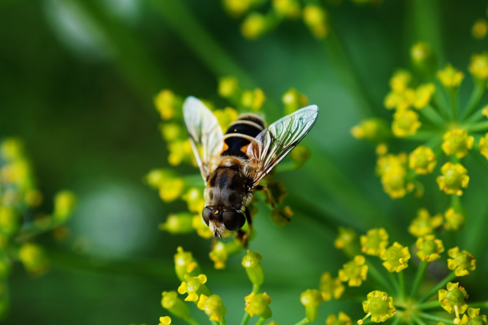 Sony SLT-A58 + Sony DT 30mm F2.8 Macro SAM sample photo. Bee, nearby, yellow, cluster photography